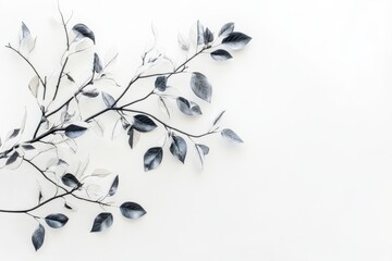 Delicate branch with dark leaves on a white background