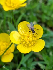 Fly in yellow flower🪰
