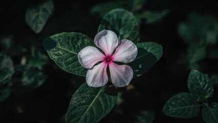 Garden scene featuring Catharanthus roseus flowers amid lush greenery