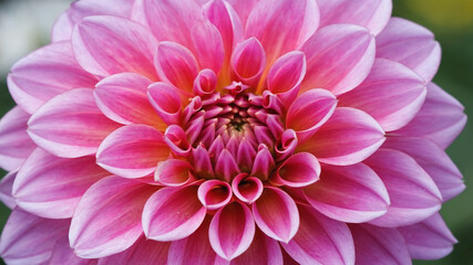 Fototapeta premium Close-up of a pink dahlia in bloom, petals unfolding in spiral detail, soft bokeh clean background