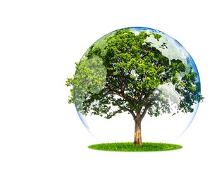 Tree growing inside earth globe symbol for nature and environmental protection