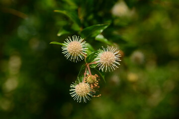 Adina rubella Hance (Gu-seul-kkot-na-mu) fruit clusters with ornamental beauty and traditional medicinal benefits including antioxidant and anti-inflammatory effects. Photographed in Korea.