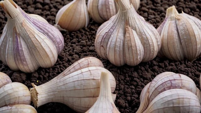 Closeup of Detailed Garlic Bulbs