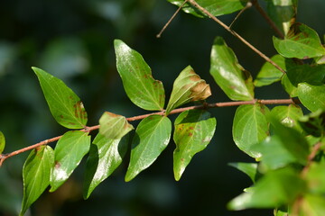 Close-up of Adina rubella Hance (Gu-seul-kkot-na-mu) leaves, valued for their ornamental beauty and traditional anti-inflammatory benefits. Photographed in Korea.