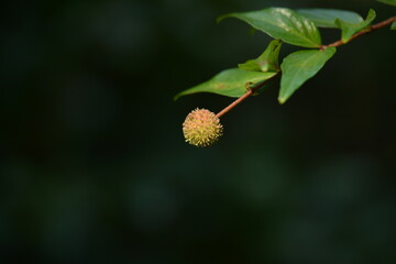 Close-up of ripe Adina rubella Hance (Gu-seul-kkot-na-mu) fruit, valued for ornamental appeal and...
