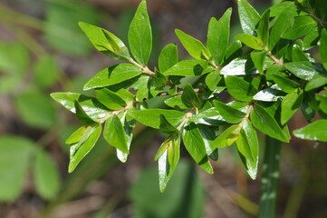 Adina rubella Hance (Gu-seul-kkot-na-mu) glossy green leaves with traditional medicinal...