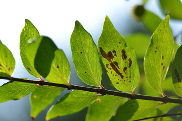 Close-up of Adina rubella Hance (Gu-seul-kkot-na-mu) leaves, valued for their ornamental beauty and...