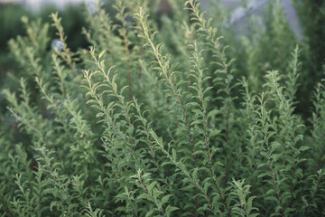 伊丹スカイパーク、元気に育つ草、大阪、日本