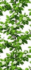 Lush Green Branch with Delicate White Flowers and Vibrant Leaves
