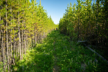 Hiker Passes Through A Clear Cut Corridor of Small Pine Trees In Glacier
