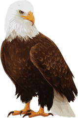 Eagle vector illustration