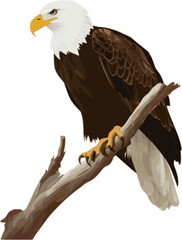 Eagle vector illustration