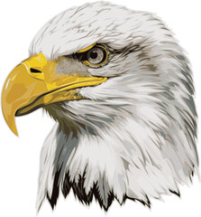 Eagle vector illustration