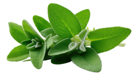 Sage herb on display: A macro view showcases the vibrant green of fresh sage leaves, revealing intricate details and textures of this culinary herb in all its natural, wholesome beauty.