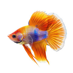 Fototapeta premium Colorful Betta fish swimming, aquarium background, pet shop poster