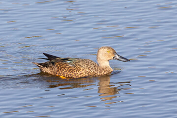 Male Cape Shoveler, Cape Shoveller (Anas smithii) Rietvlei Wetlands Nature Reserve, Table Mountain National Park, Cape Town, Western Cape, South Africa