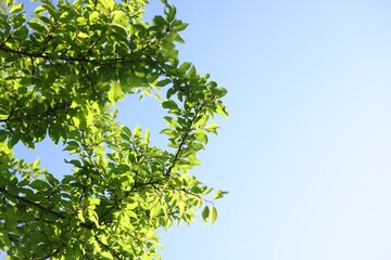 Beautiful tree with green leaves against light blue sky, low angle view. Space for text