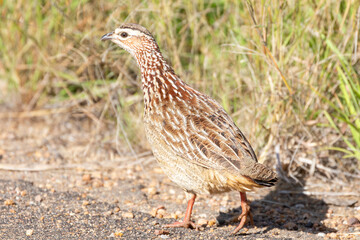 Crested Francolin  (Dendroperdix sephaena) -  (Ortygornis sephaena) walking along edge of road in grassland, Mpumalanga, South Africa