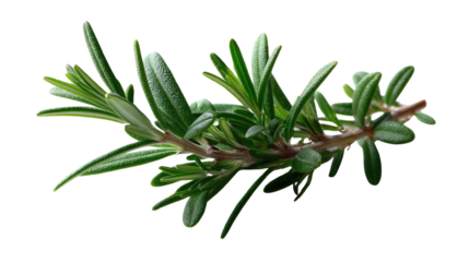 Rosemary's Delicate Embrace: A vibrant sprig of Rosemary displays its fresh green leaves, a symbol of freshness, fragrance, and culinary delight.