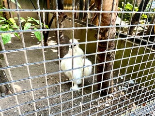 A white silky chicken, with feathers as fine as cotton, at the Surabaya Zoo in Indonesia. First...