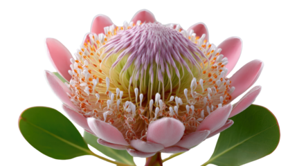 Protea Bloom's Exquisite Detail: A meticulously captured image presents a protea flower, its intricate structure and vibrant hues standing out with stunning clarity.