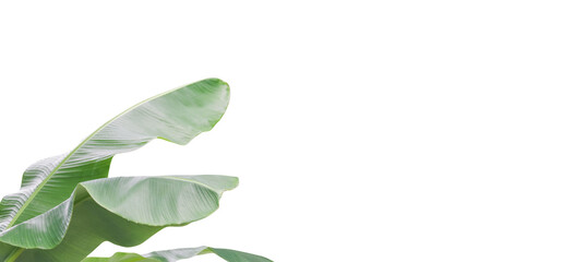 2. Banana Plant Isolated for Card Design
