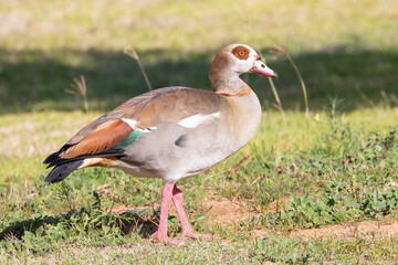 Egyptian Goose (Alopochen aegyptiaca) foraging alongside a fairway on a golf course, Western Cape South Africa, side view