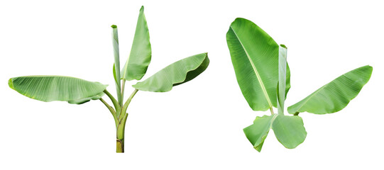 3. Banana Plant Isolated for Card Design