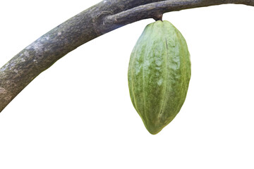 2. Cut Out Raw Cocoa Pod Isolated on White Background