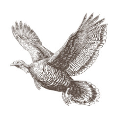 Flying Wild Turkey with Spread Wings Sketch Vector