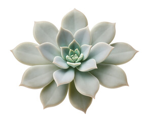 Fototapeta premium Graptopetalum paraguayense, or ghost plant, with pale, powdery leaves in a rosette