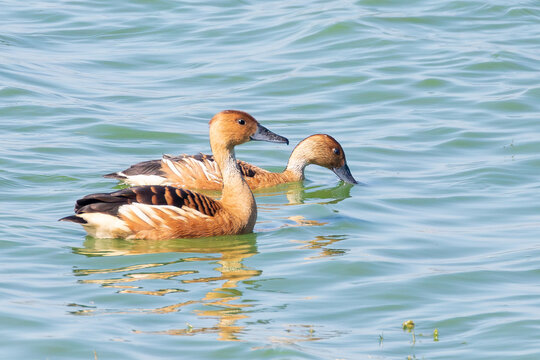  Breeding pair  of Fulvous Whistling Ducks, (Dendrocygna bicolor) Strandfontein Sewage Works, Cape Town, South Africa a popular birding hotspot