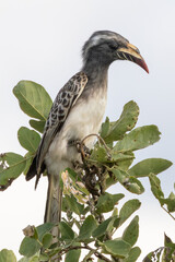 Breeding female African Grey Hornbill or Southern Grey Hornbill (Tockus nasutus epirhinus) perched in bush, Limpopo  South Africa