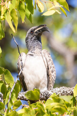 Male African Grey Hornbill (Tockus nasutus epirhinus) in broad-leaved mopane woodland, Limpopo, South Africa framed by leaves