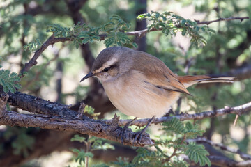 Kalahari Scrub Robin,  Kalahari Scrub-robin (Cercotrichas paena) in Acacia woodland, Mokala National Park, near Kimberley, South Africa