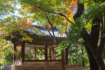 Korean autumn and traditional tile roofs