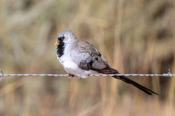 Male Namaqua Dove (Oena capensis) perched on fence wire, Berg River Estuary, Velddrif , West Coast,...