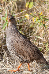 Natal Spurfowl (Pternistis natalensis) formerly Natal Francolin in dense grassland savannah, Marakele National Park,  South Africa