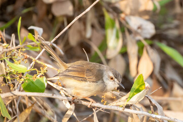 Tawny-flanked Prinia (Prinia subflava) foraging low in bush, Phalaborwa, Limpopo, South Africa