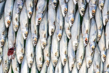 Frozen Symmetrical Fish at Eminonu Fish Market Photo, Eminonu Fatih, Istanbul Turkiye (Turkey)