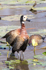 White-faced Whistling Ducks (Dendrocygna viduata) wading amongst lily pads foraging, Mpumalanga, South Africa