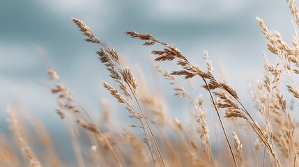 Naklejka premium Golden Wheat Stalks Swaying Gently in the Breeze Against a Soft Blue Sky, Rural Serenity