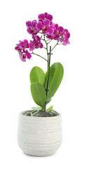 Beautiful orchid flower growing in pot isolated on white