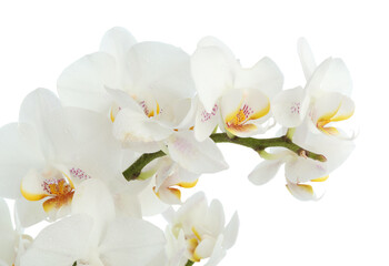 Beautiful orchid flower with water drops isolated on white