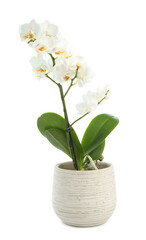Beautiful orchid flower growing in pot isolated on white
