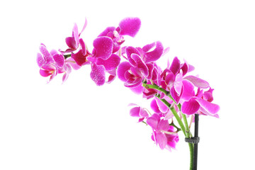 Beautiful orchid flower with water drops isolated on white