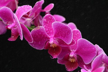 Beautiful orchid flower with water drops on black background, closeup