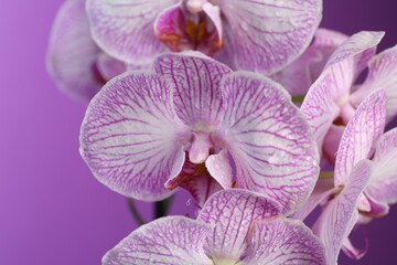 Beautiful orchid flowers with water drops on violet background, closeup
