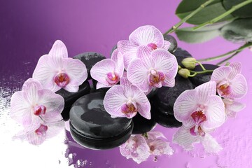 Beautiful orchid flowers, water drops and spa stones on mirror surface, closeup