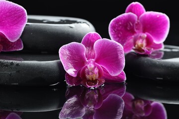 Beautiful orchid flowers with water drops and spa stones on dark mirror surface, closeup